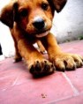 /album/obrazky-psu/dog-003-jpg/