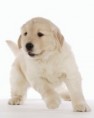 /album/obrazky-psu/dog-012-jpg/