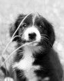 /album/obrazky-psu/dog-014-jpg/